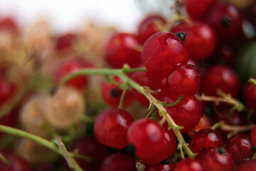 Red currant close-up. Ripe berries. Lots of vitamins.