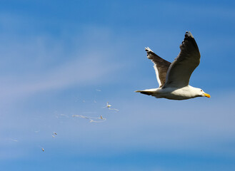 seagull in flight
