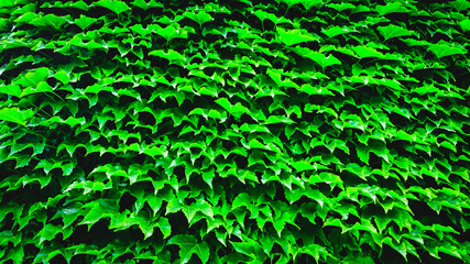 Background of bright green leaves. Dense thickets of ivy. Background or wallpaper. Texture. Close-up.