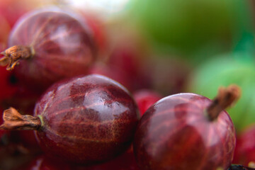 Gooseberry close-up. Ripe berries. Green and red gooseberries. Summer berry. Lots of vitamins.