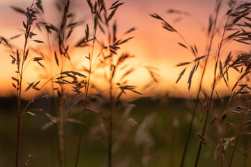 wheat field at sunset