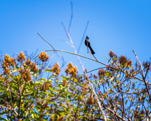 Phainopepla (Phainopepla nitens) perches in a shrub at Lake Hollywood, Los Angeles, CA.