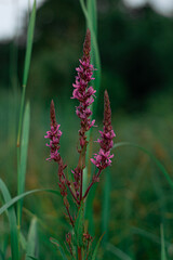 wild flower in the forest