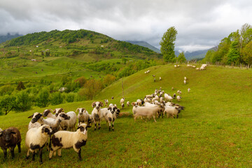 Obraz premium Sheep grazing on filed. Rural Scene Transilvania, Romania