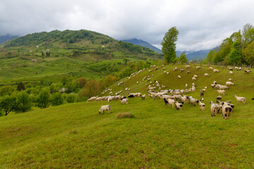 Fototapeta na wymiar Sheep grazing on filed. Rural Scene Transilvania, Romania