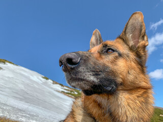 German Sheppard dog portrait