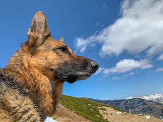 German Sheppard dog portrait