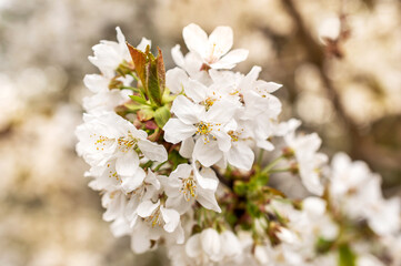 White cherry blossom. Close up. Blooming cherry tree with flowers.