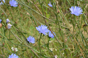 Blossom chicory (Cichorium intybus)