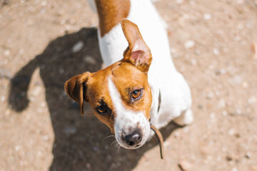 Dog playing outside smiles.Curious dog looking at the camera.Close-up of a young mix breed dog head...
