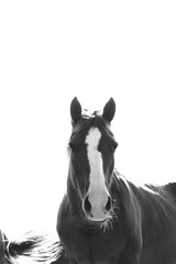 Obraz premium Horse head close up isolated on white background.