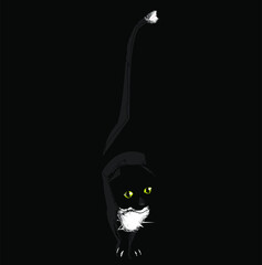 image of a cute cat on a black background