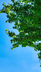 blue sky. green leaves in the summer.