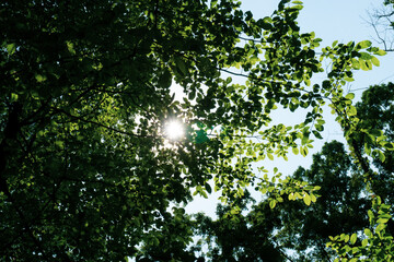 Sunlight Through the Trees. Tree tops
