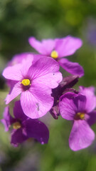 purple flower 