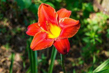 Fototapeta premium Red Flower. close up of a flower.