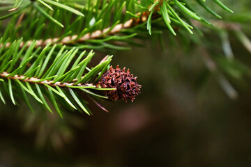 Old spruce cone, dry young spruce cone 