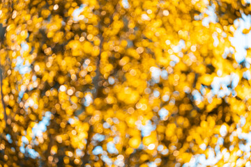 Golden autumn leaves unfocused against the blue sky.unfocused nature background bokeh