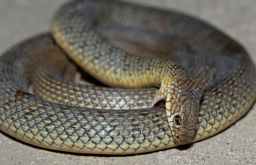 The snake bites itself. Caspian whipsnake (caspius) also known as the large whipsnake.