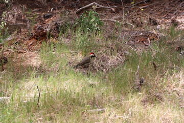 Red-headed woodpecker in search of food on the grass