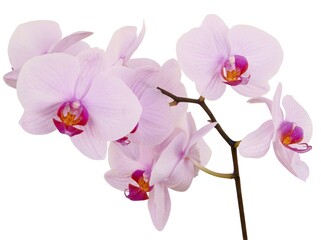Fototapeta na wymiar pink orchid Phalaenopsis isolated close up
