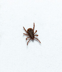 Ixodes ricinus, the castor bean tick, is a chiefly European species of hard-bodied tick.