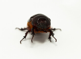 European rhinoceros beetle (Oryctes nasicornis) is a large flying beetle belonging to the subfamily Dynastinae.