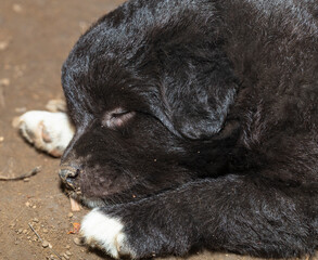 A small Black puppy is sleeping on the ground. Portrait of an animal.