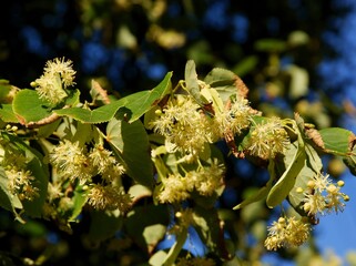 linden tree with flowers at summer