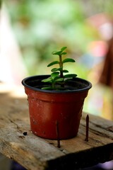 tree of plenty in full growth in a plastic pot, diffuse background