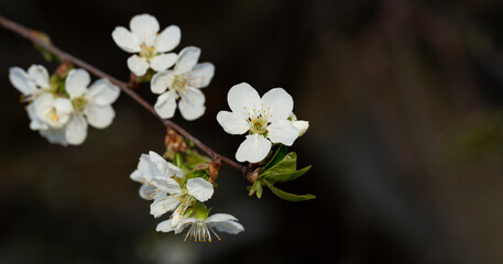 Cherry blossom. White flowers of a fruit tree close-up.