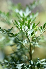 closeup of Ruta graveolens, commonly called rue, green plant, diffuse background
