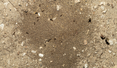 Black garden ant. Life of insects. Ants in an anthill.