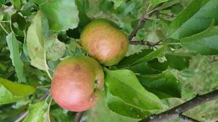 apples on the tree