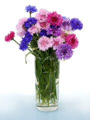 posy of multicolor cornflowers close up