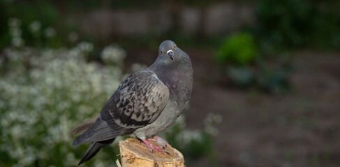 Rock dove, or common pigeon, is a member of the bird Columbidae. A young male bird is sitting on a post.