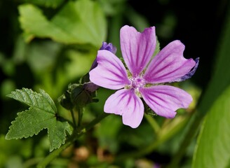 purple flower of wild plant mallow close up
