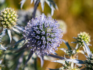 Macro photo of a blue thorny field plant. Background image. Place for your text. Advertising photo....