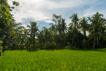 Rice fields in Ubud