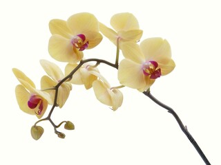 Naklejka na ściany i meble prettynyellow orchid Phalaenopsis close up