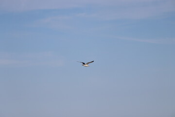 Seagull flying over the beach