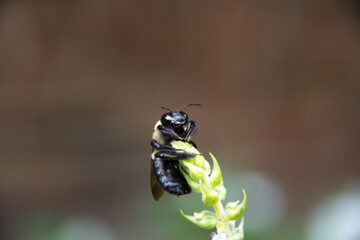 bee on a green plant