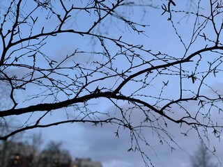 tree branches against blue sky
