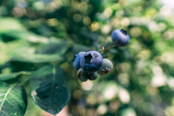 Some blueberries on a branch in the garden close up shot