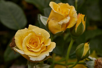 Summer. Roses blossomed in the garden of a country house.
