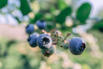 Some blueberries on a branch at the forest close up shot