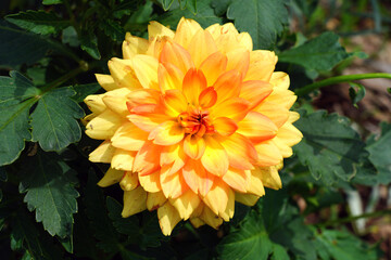 Orange dahlia flower in bloom
