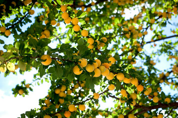 Fresh ripe fruit on a tree branch