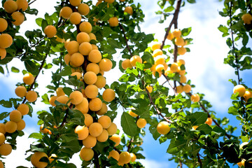 fresh ripe fruit on a tree branch