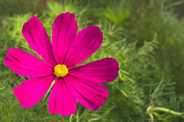 Fototapeta premium Soft focus colorful cosmos flower (Cosmos Bipinnatus) in the garden.
